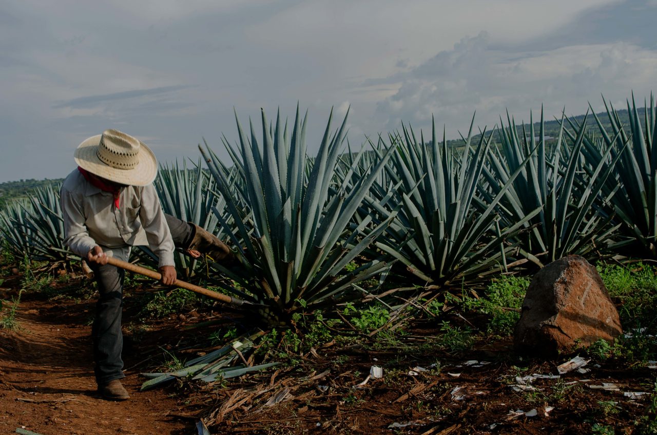 Nosotros | Tequilera